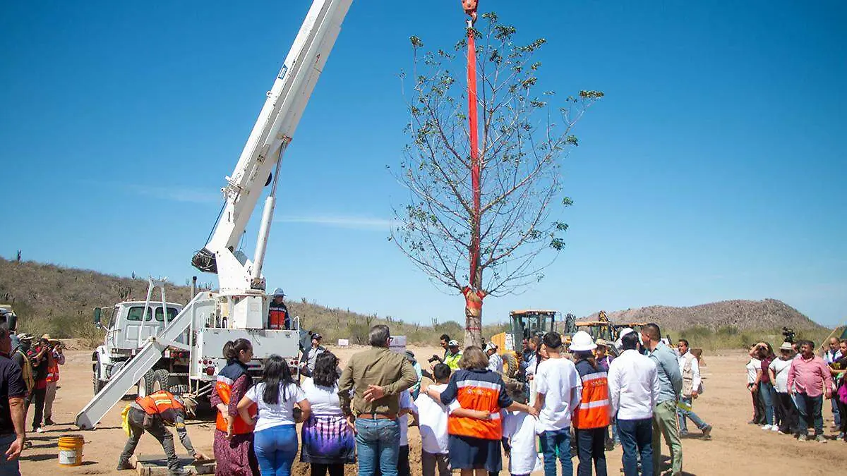 siembran-arbol-en-inicio-de-obra-casa-cuna-coralitos