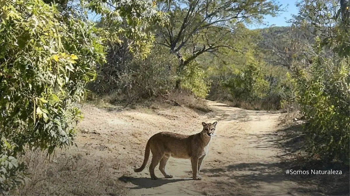 puma sierra la laguna