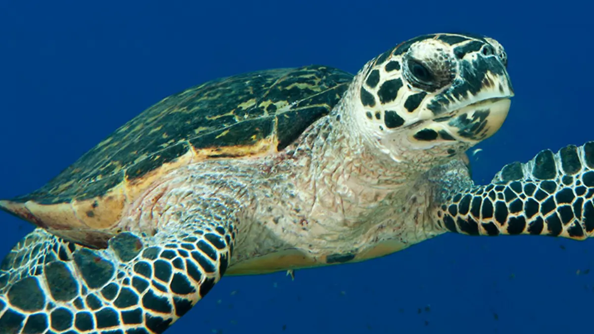 Portada Web Semanario (1)