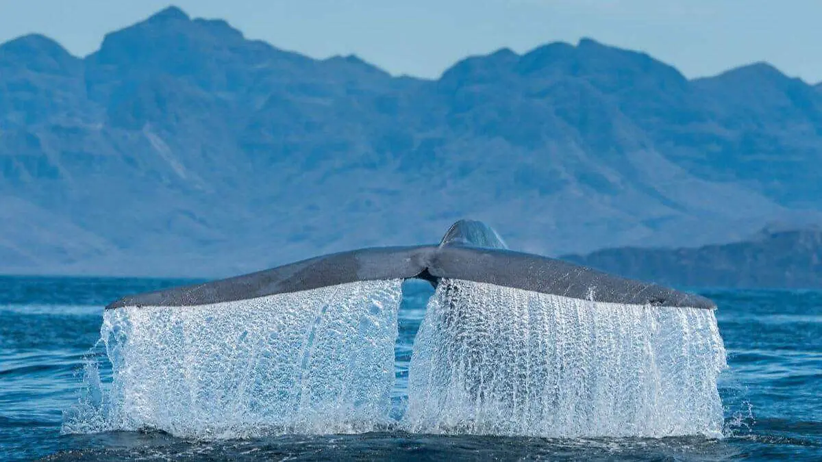ballenas (1)