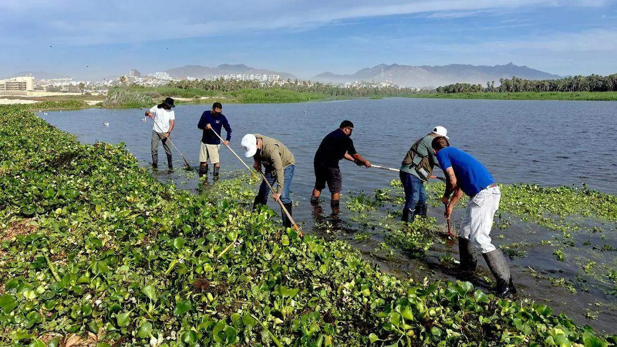 estero de san jose del cabo