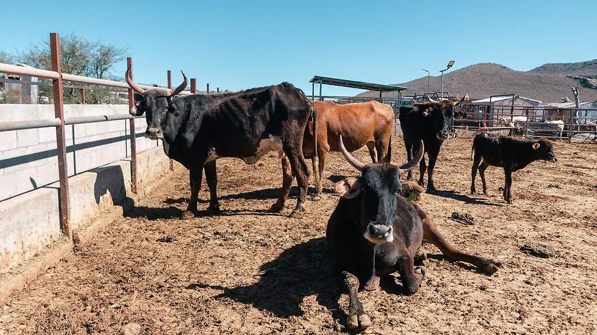cuatro-vacas-y-un-becerro