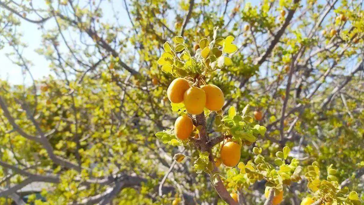 ciruela del monte (1)