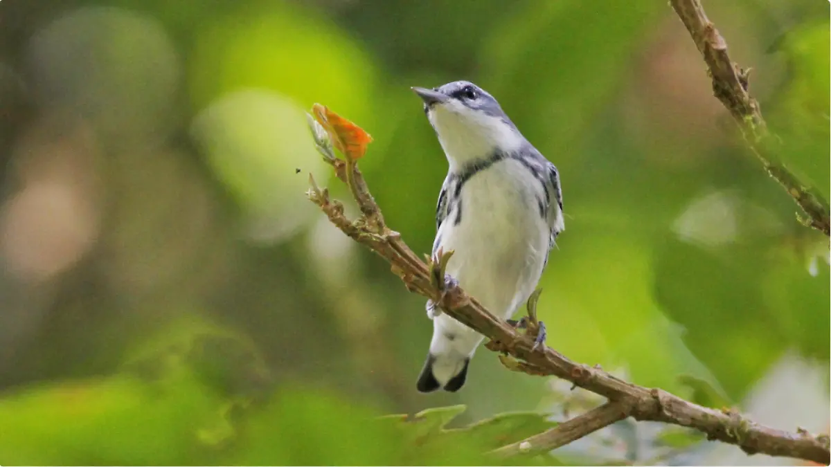 mongabay aves portada