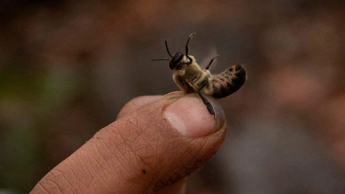 abeja-entre-dedos