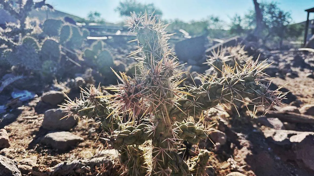 cactus-desierto-bcs