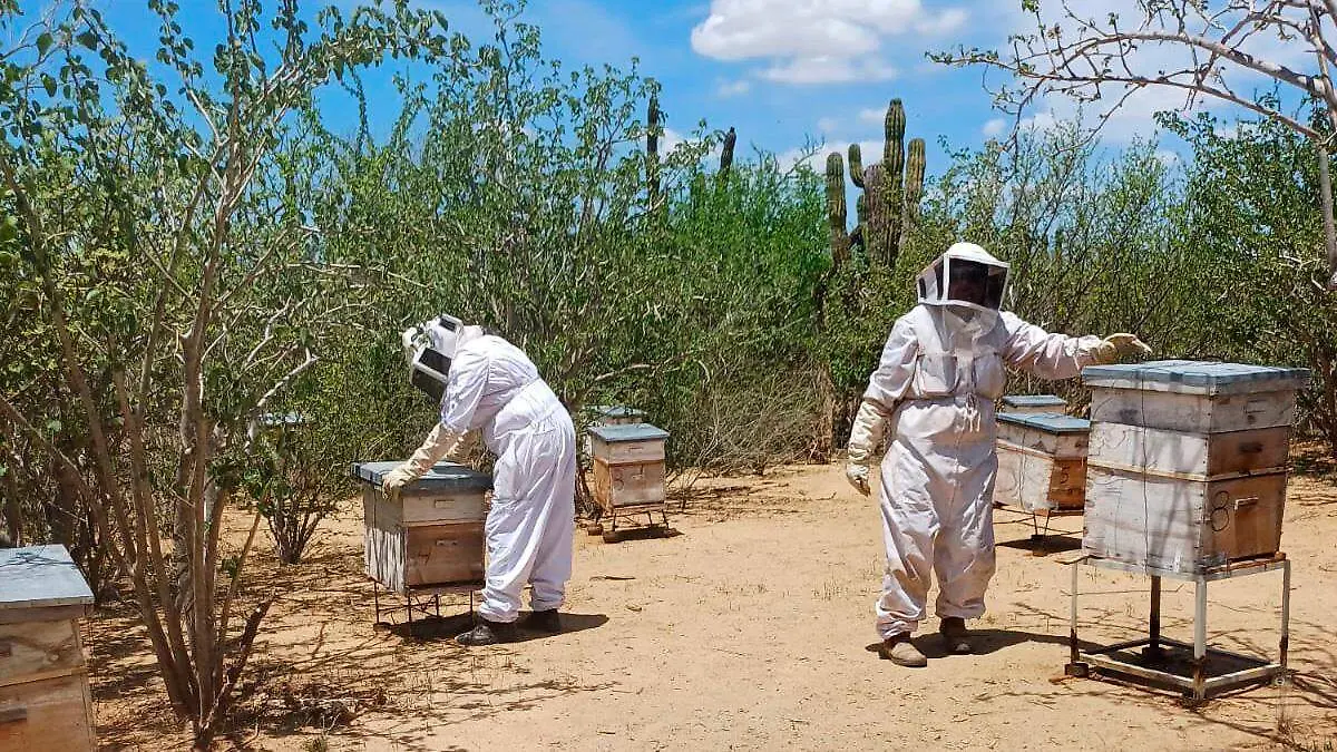 apicultores-revisan-colmenas-de-abejas