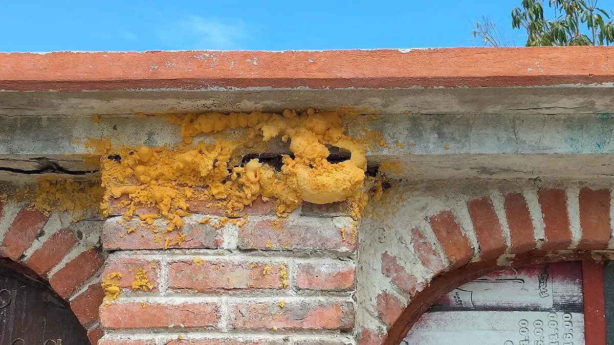 panal-de-abejas-sobre-domicilio