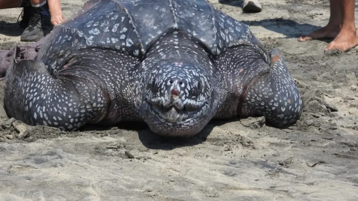 tortuga laud