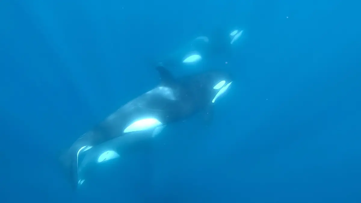 Orcas