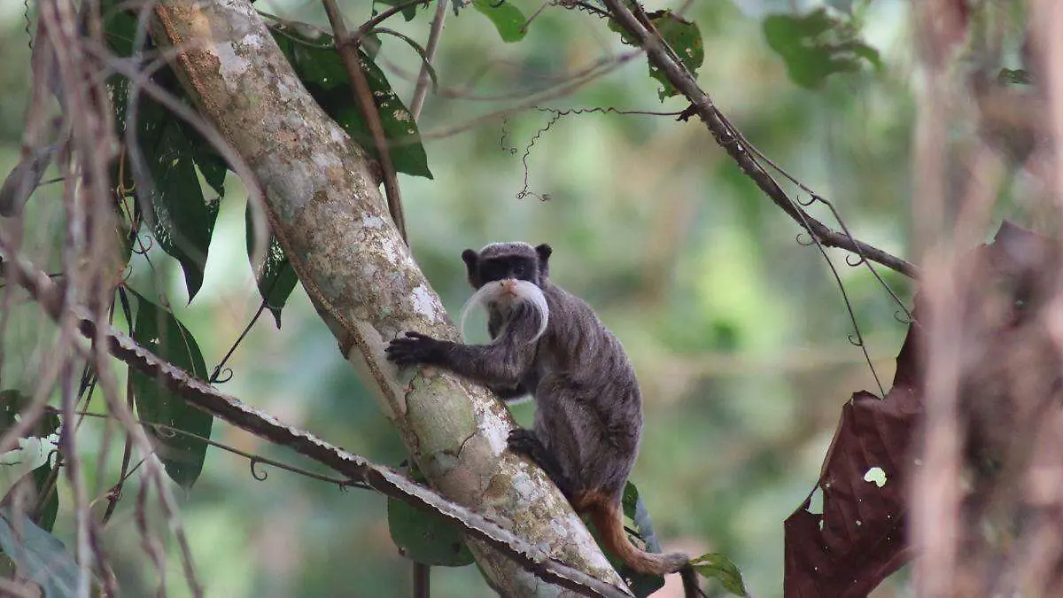 mongabay