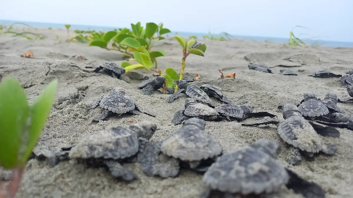 mongabay tortugas (3)