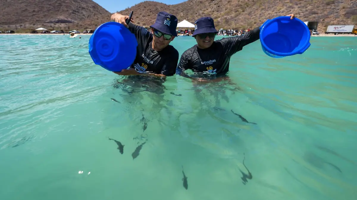 totoaba liberacion