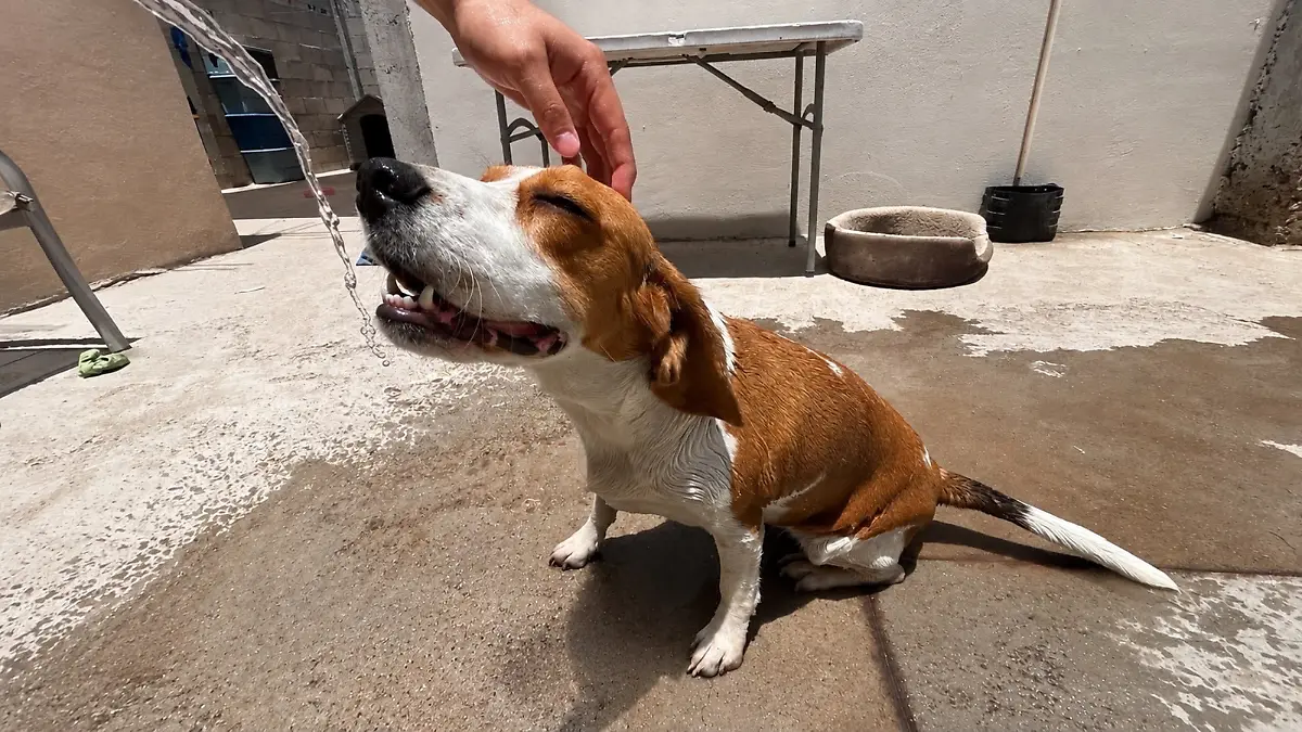 Perro refrescándose.png