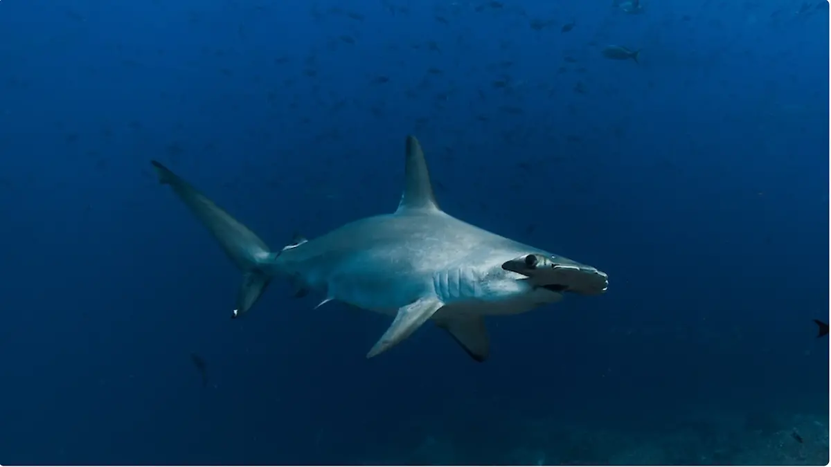 mogabay tuburones