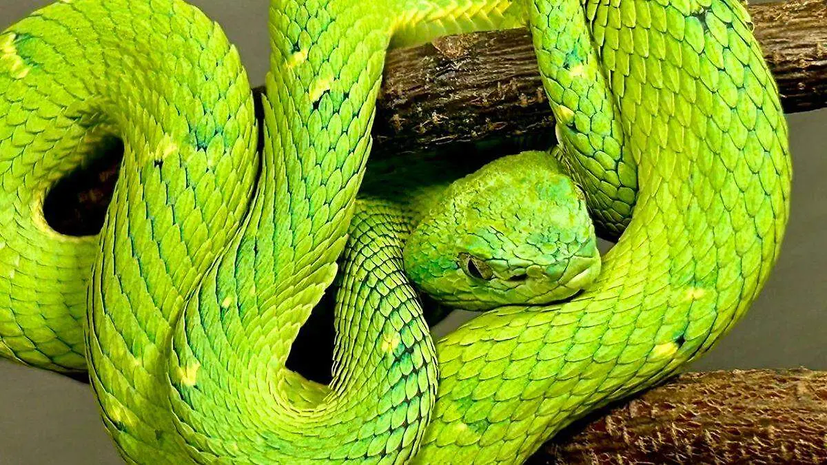 serpientes mongabay 