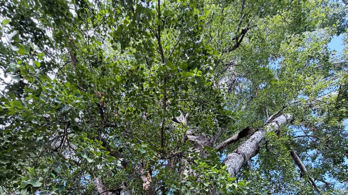 alamo arbol (1)