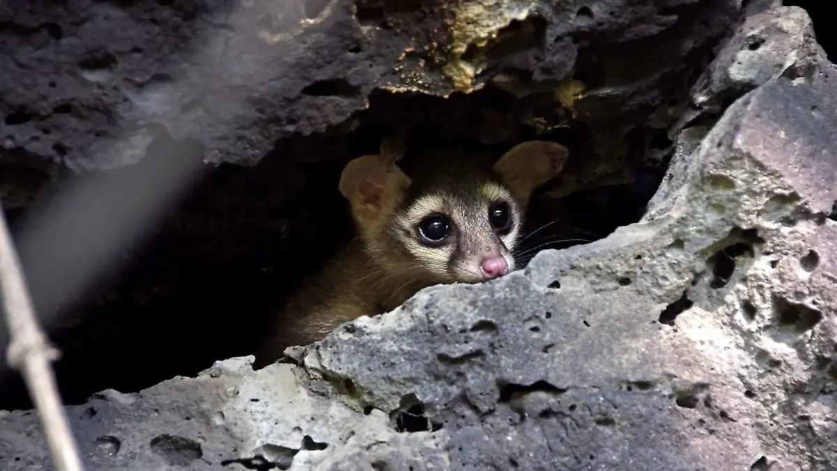 babisuri