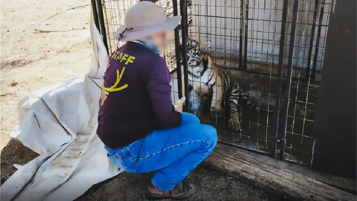 tigre los cabos