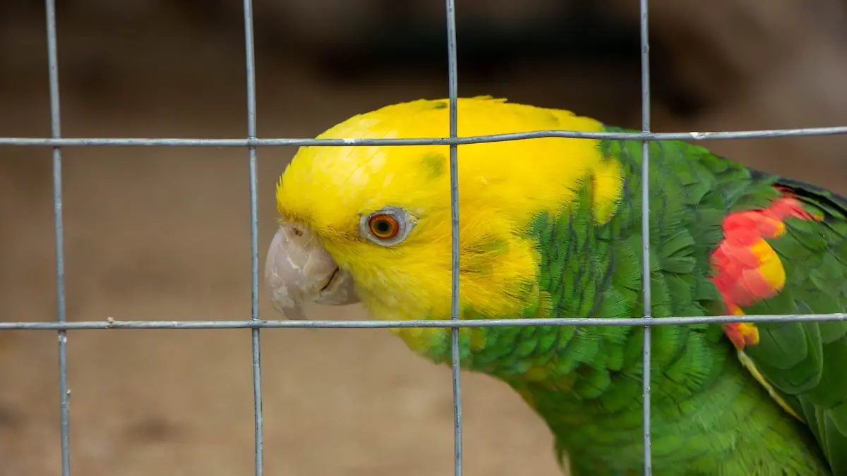 Ave zoológico.png