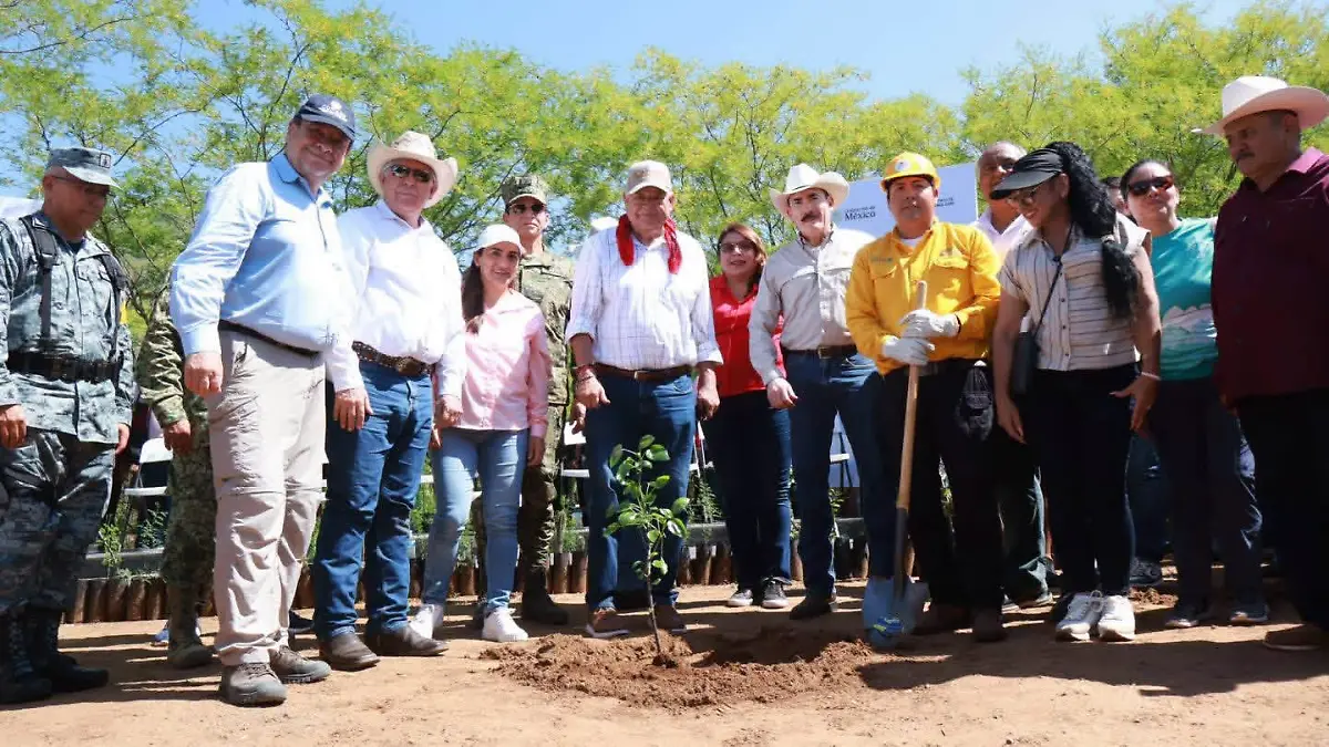 reforestacion