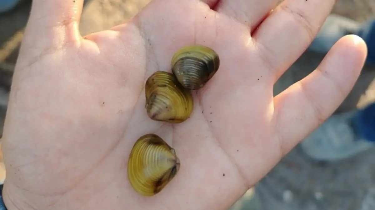 almeja asiatica