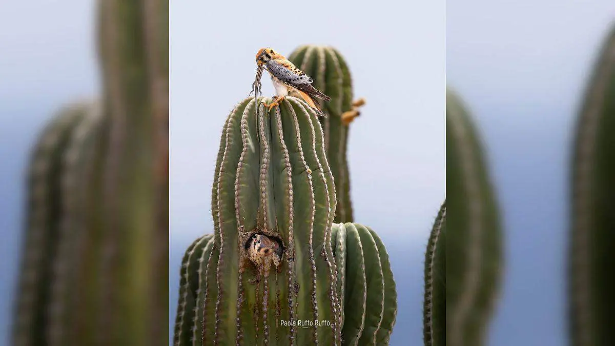fotorafia chaputepec cernicalo americano