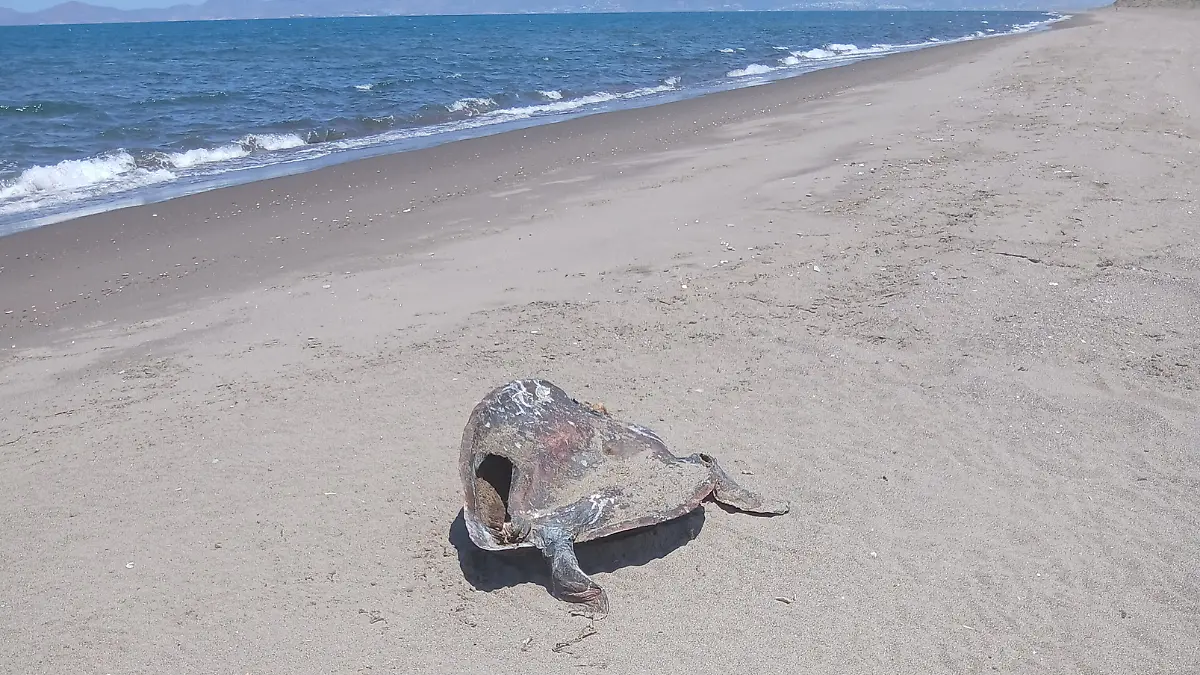 tortuga muerta