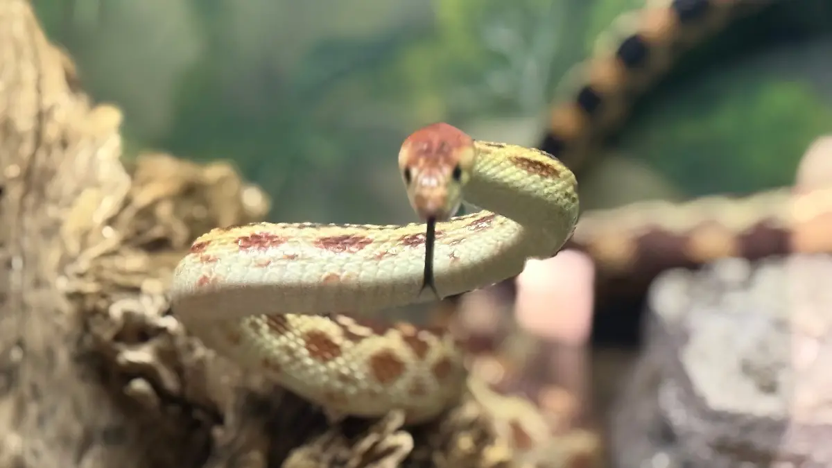 Serpiente Alicante
