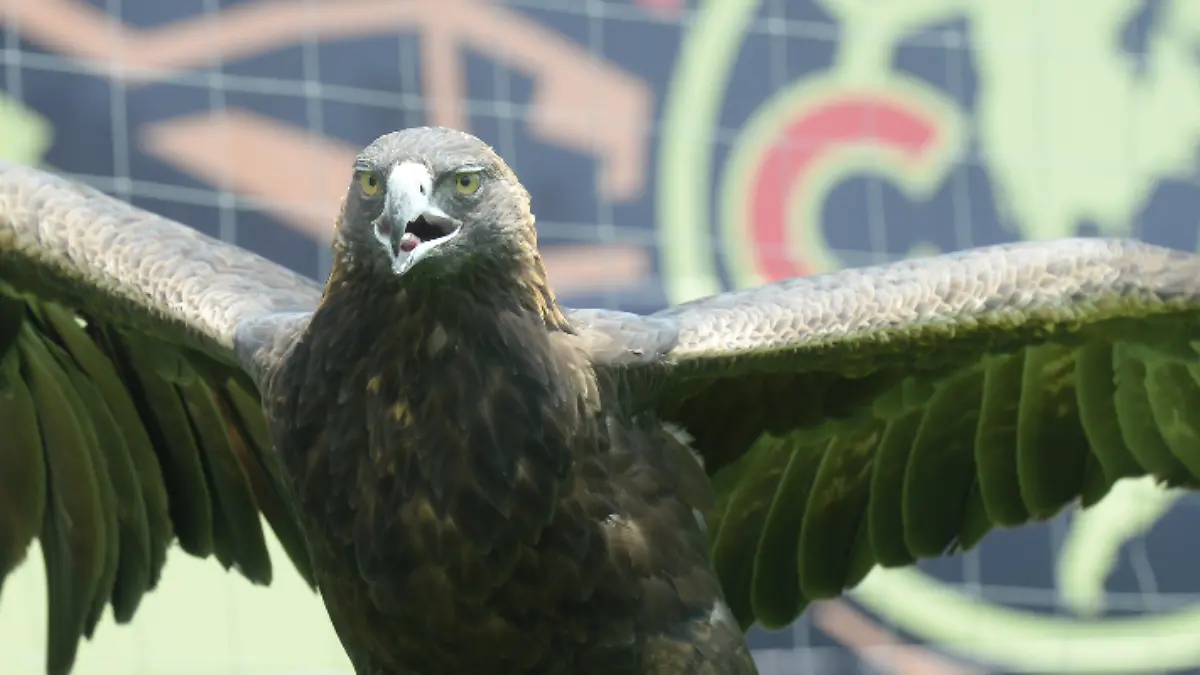 Celeste, mascota del América