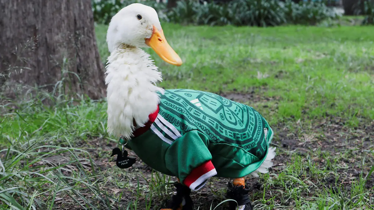 2026-06-17T170533Z_1641898625_RC22VLAT1S6G_RTRMADP_3_SOCCER-WORLDCUP-MEXICO-DUCK