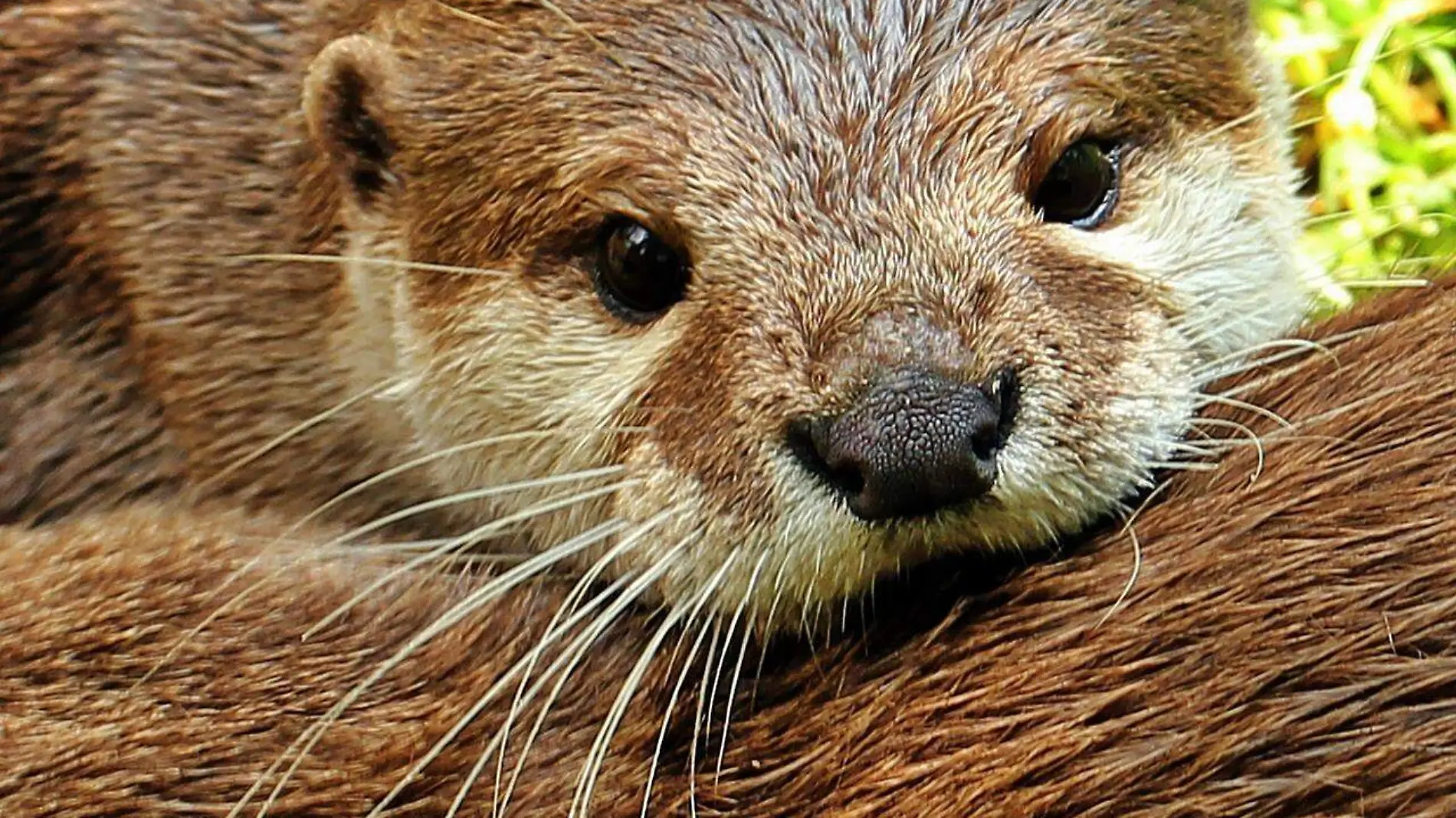 otter-1438378_1280