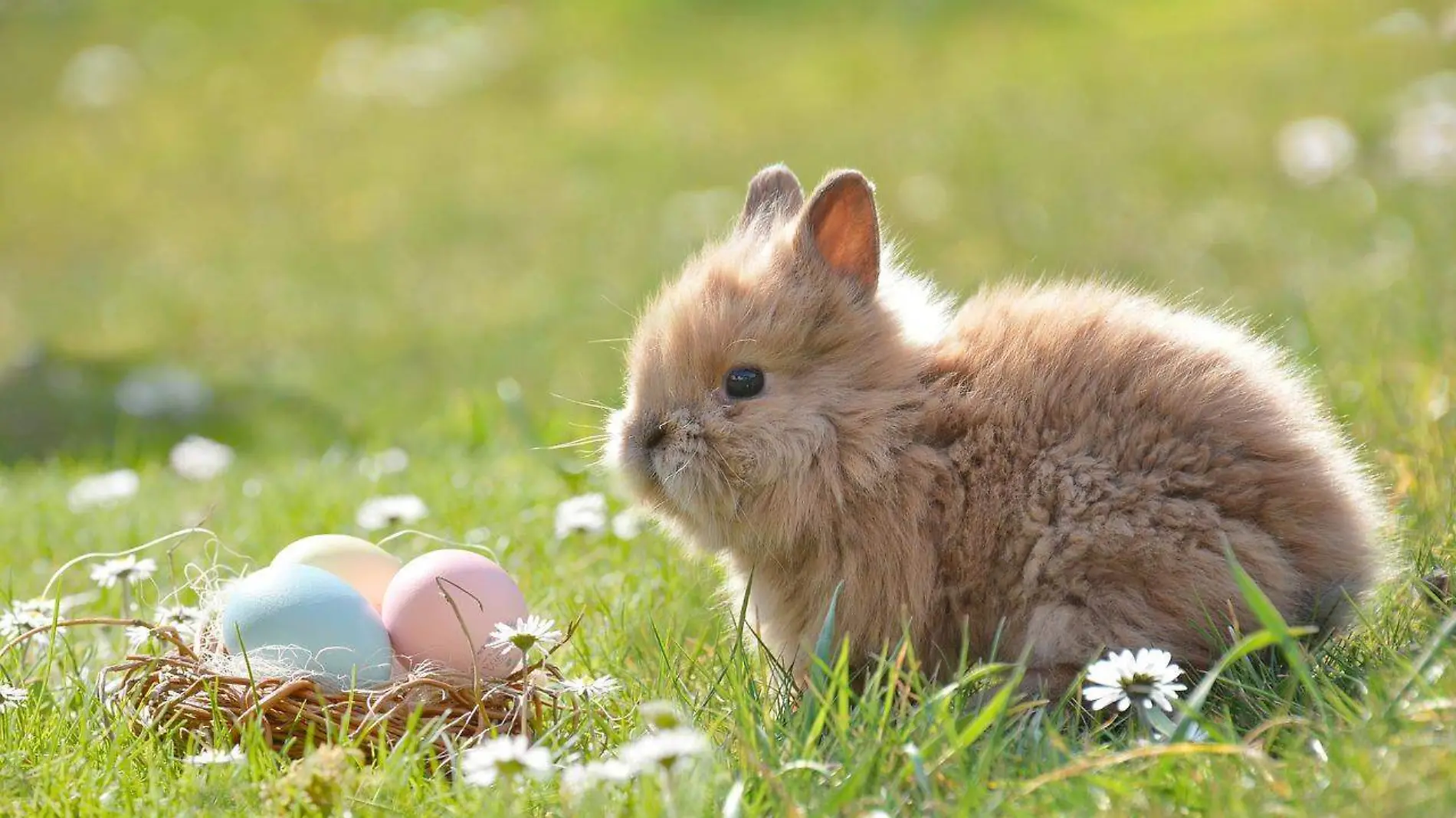 pascua 