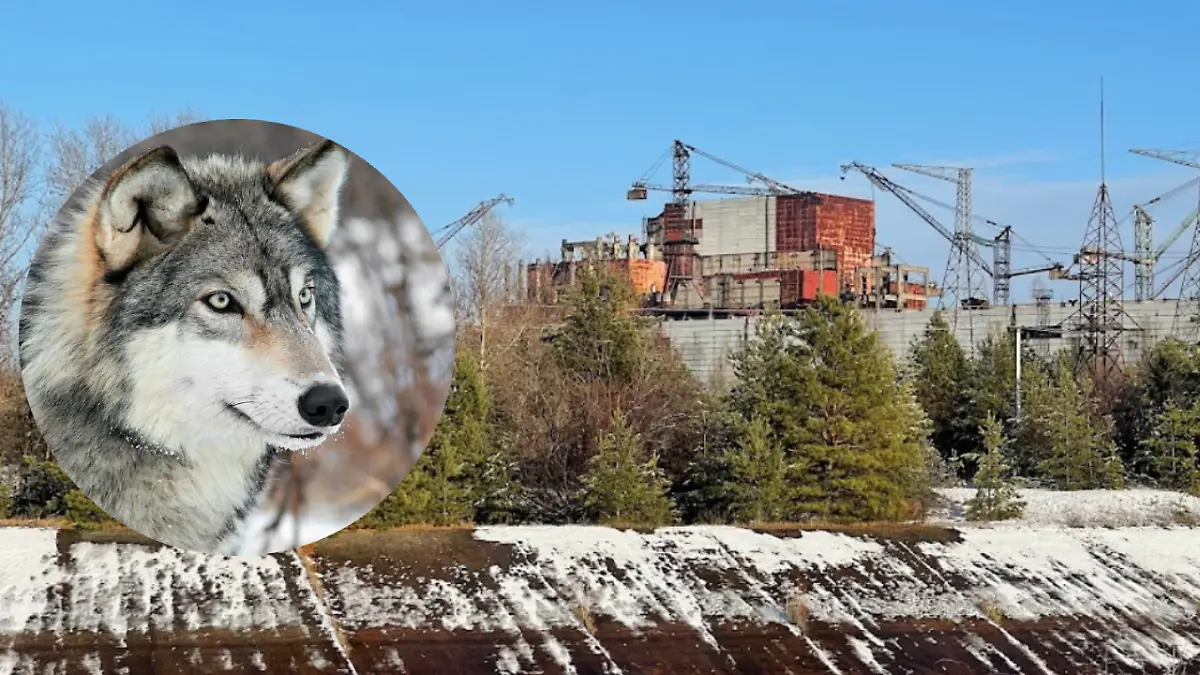 Lobos en Chernobyl