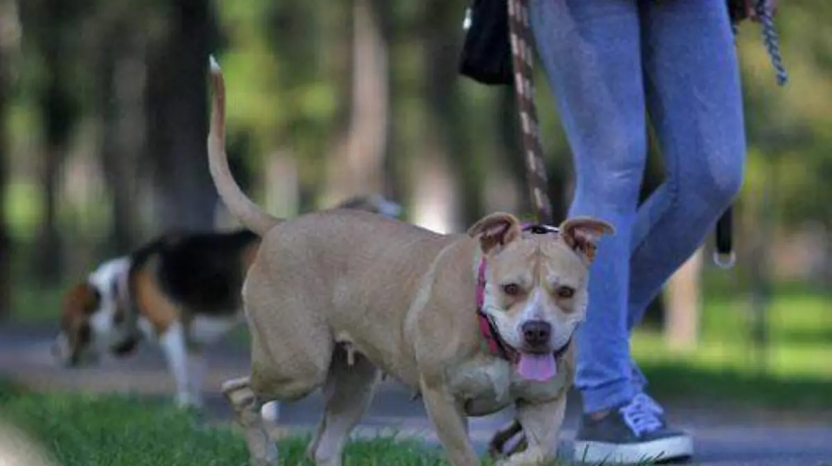 Ser Pet Friendly debe considerarse como un tema de salud pública, afirma la Comvemex