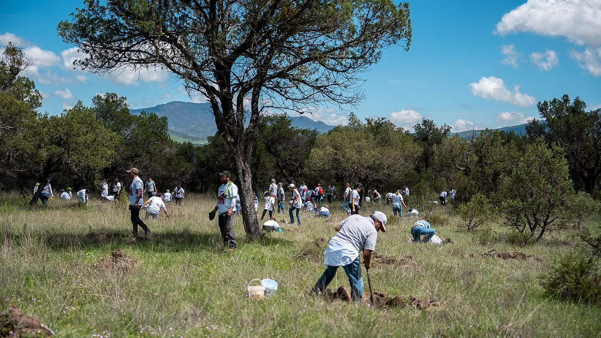 Autoridades de Tlaxcala, empresas y la comunidad local implementan programa de reforestación en Atlangatepec-int2