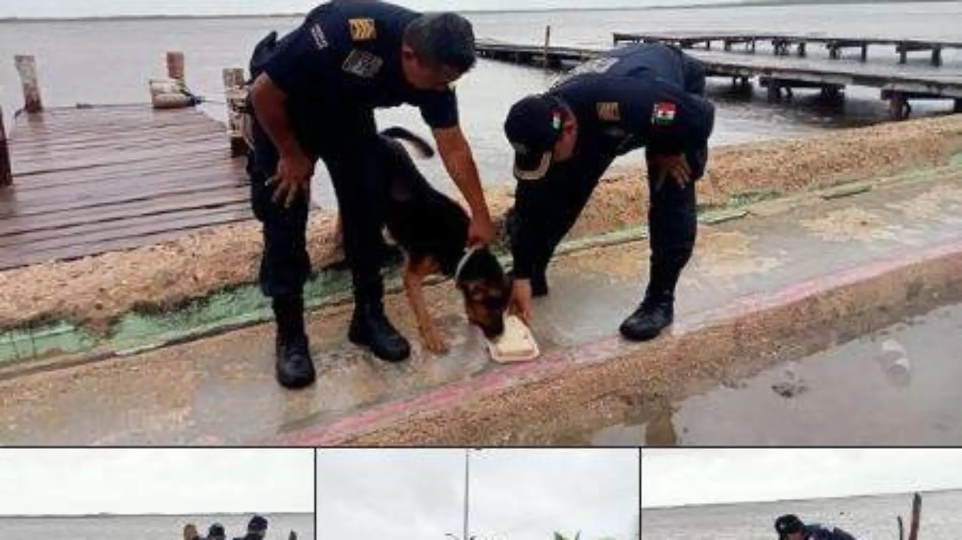 ¡Sobreviviente! Rescatan a lomito atado en muelle de Yucatán tras el paso de "Milton"