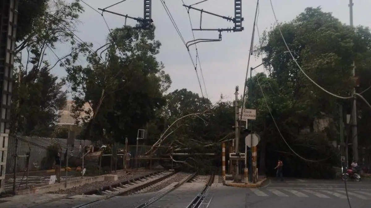 tren ligeo caida arbol