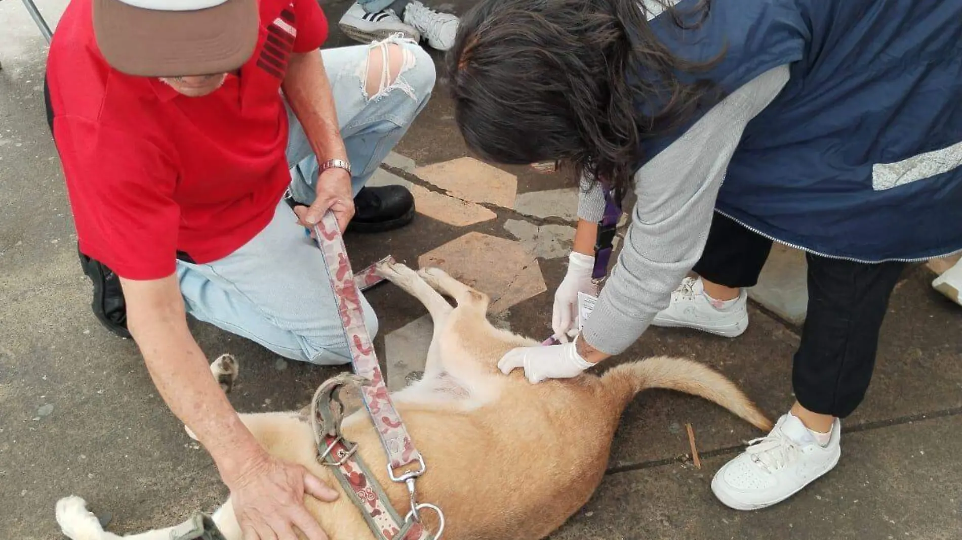 ¡Ponle sus vacunas y desparasítalo! Día Mundial del Perro: prevención, clave para una salud óptima de tu "lomito"-int2