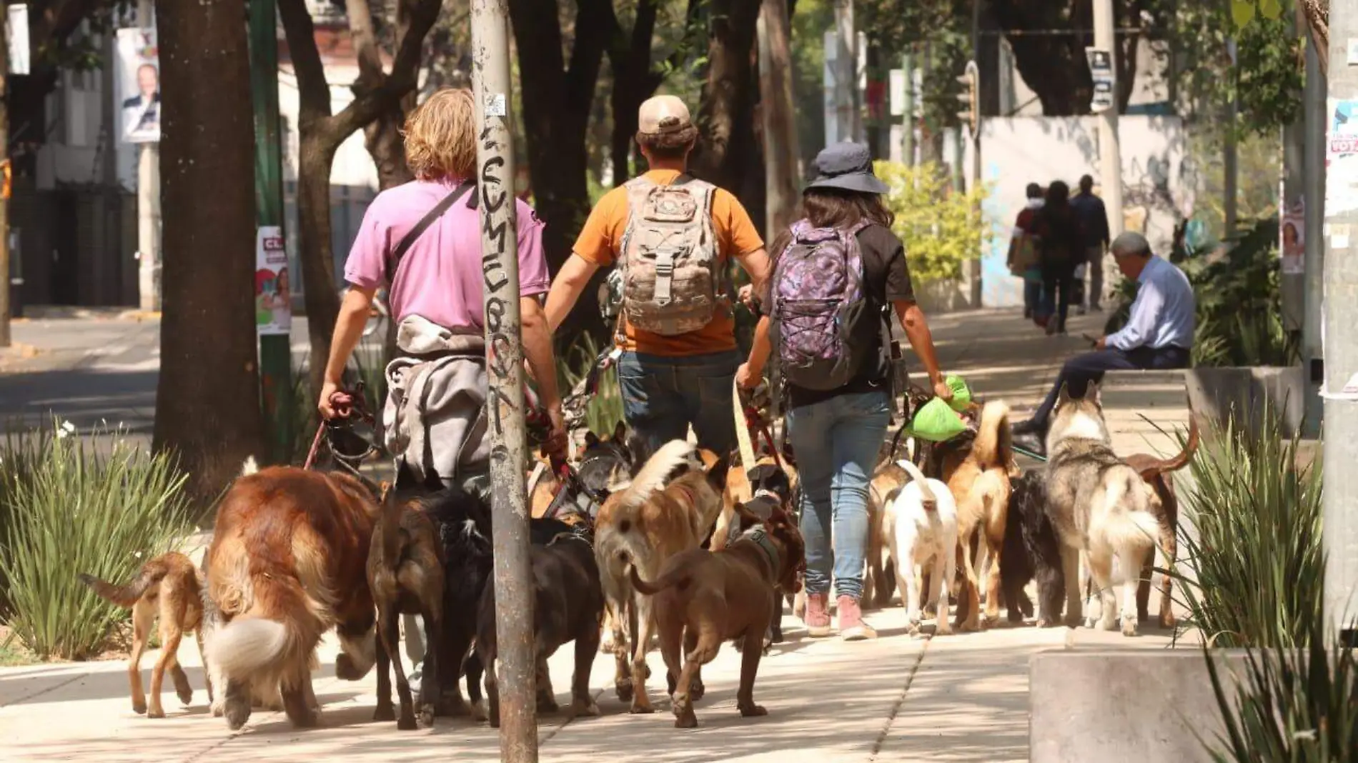 ¿Tienes una mascotita? Será obligatorio su registro en CDMX; el fin, evitar maltrato y abandono-INT4