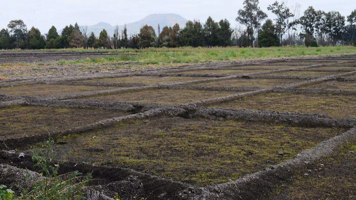 Entregó Sedema semilla de romeritos a productores de San Andrés Mixquic