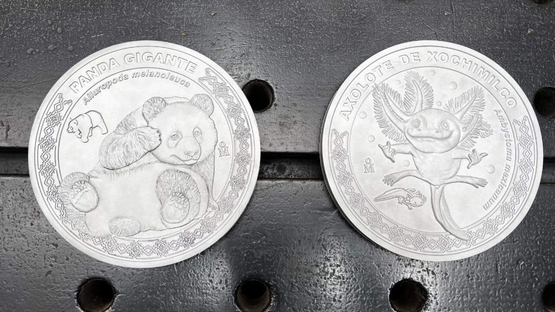 Presentan exposición numismática sobre 100 años del Zoológico de Chapultepec-INT2