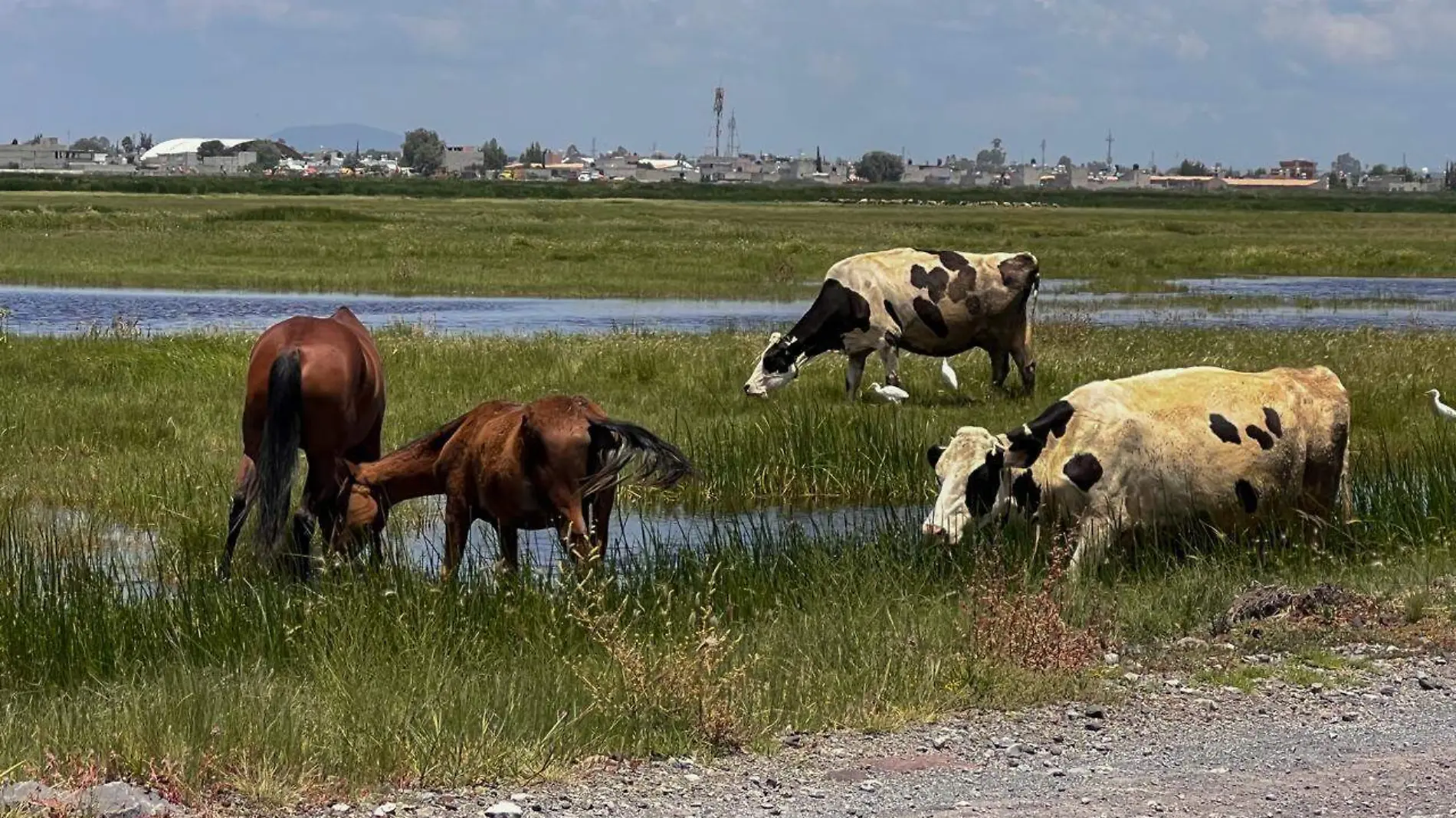 Parque Ecológico Texcoco: nueva visión de conservación ambiental para el Valle de México-INT6