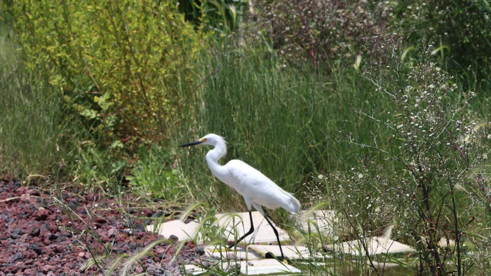 Parque Ecológico Texcoco: nueva visión de conservación ambiental para el Valle de México-INT8