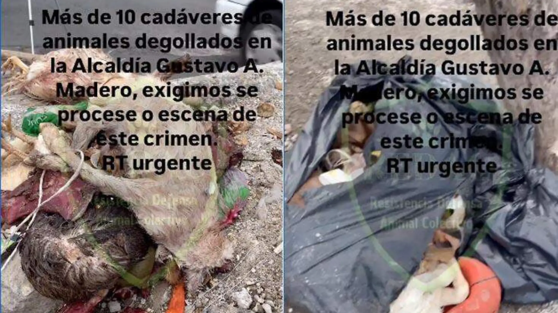 ANIMALES-SACRIFICADOS-OK