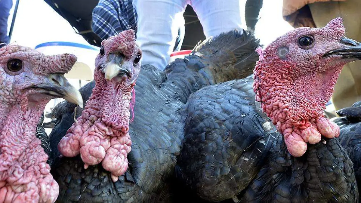 Pavos-Toluca