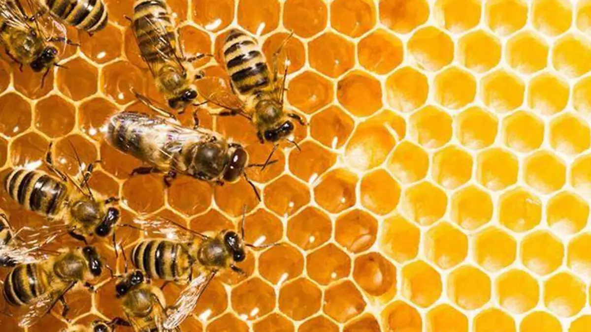 ABEJAS