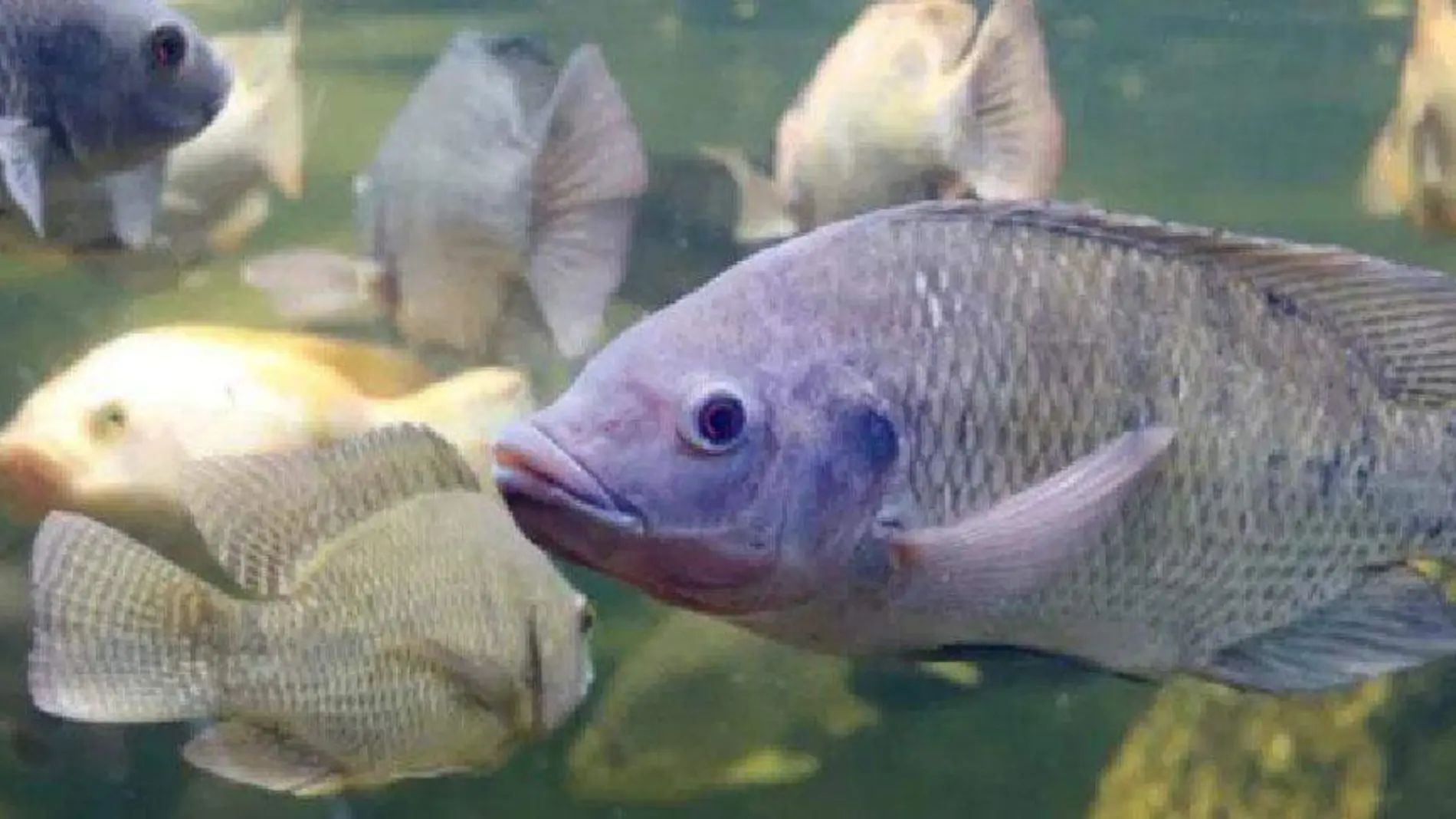 Tilapia