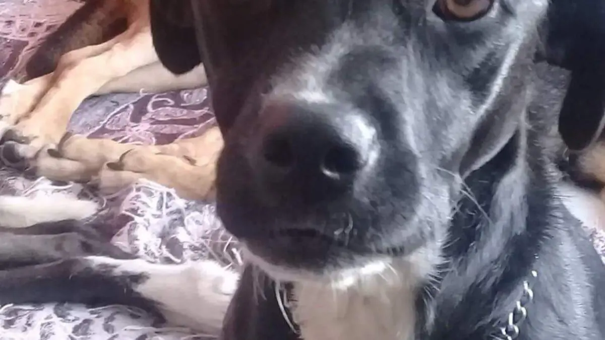 Día mundial del perro