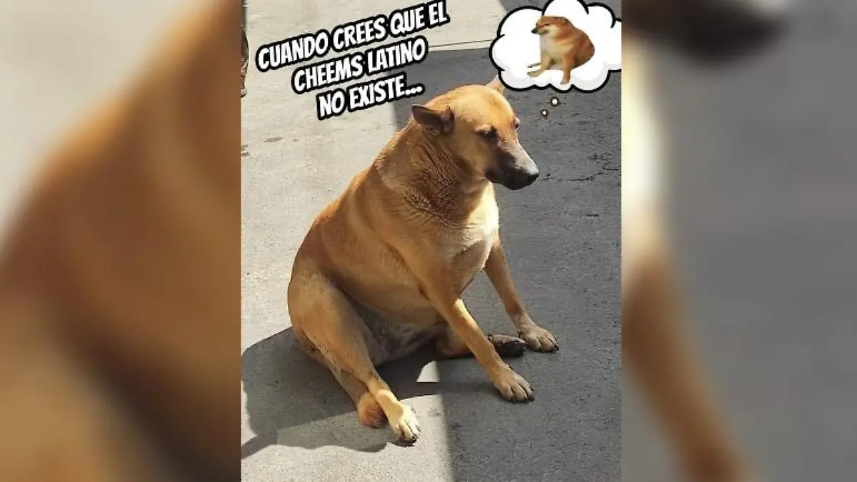 cheempe @MirSpielrein